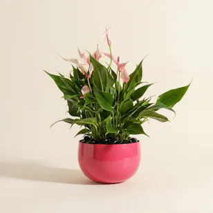 Cute Pink Anthurium Plant
