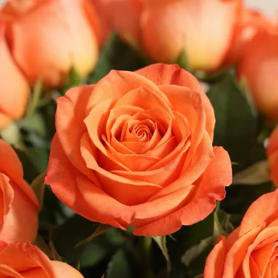 Orange Roses Vase | 35 Flowers