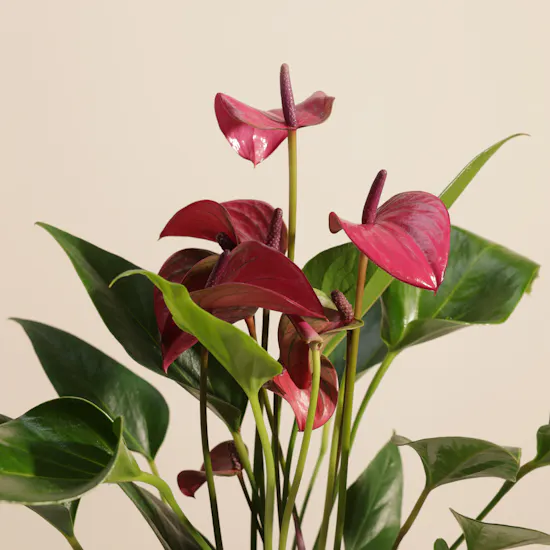 Bright Purple Anthurium Plant