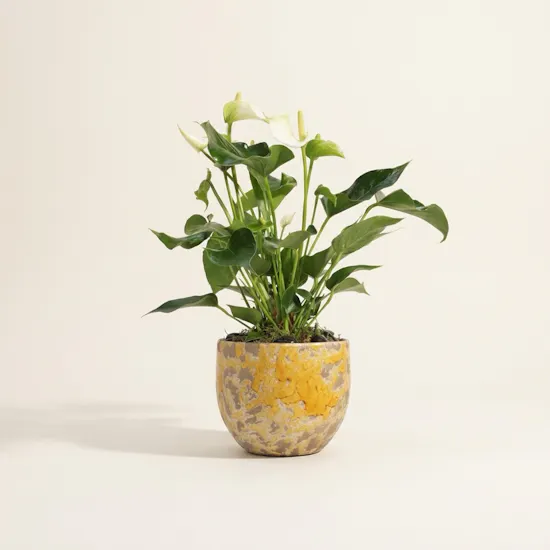 Unique White Anthurium Plant
