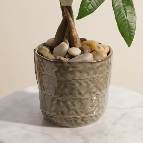Curated Pachira Plant