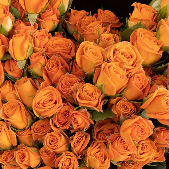 Orange Baby Roses