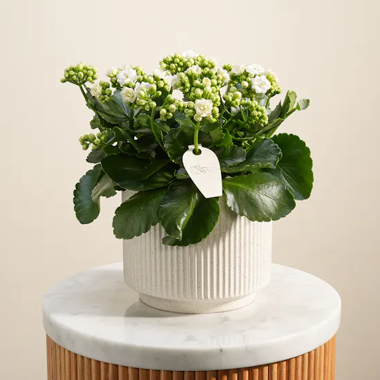 Cute White Kalanchoe Plant