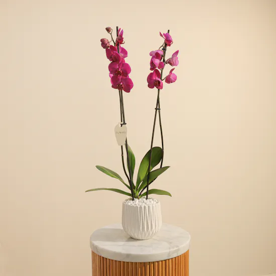 Fancy Purple Orchid Plant