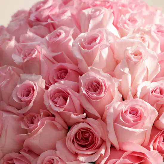 Soft Petals Bouquet | 150 Roses