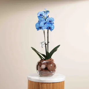 Blue Sapphire Pot