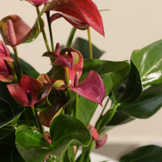 Regal Purple Anthurium Plant