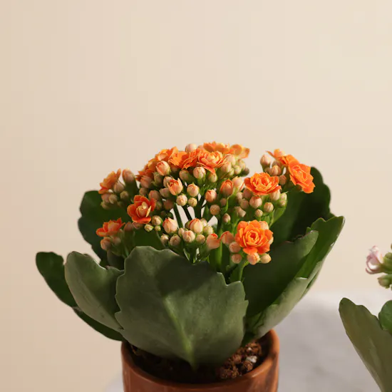 Majestic Small Kalanchoe Plants Set