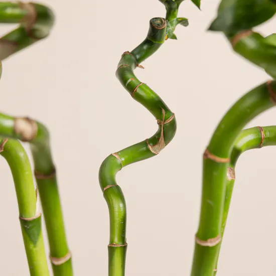 Bamboo Plant Vase | 5 Lucky Bamboo