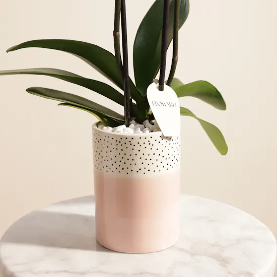 Tall Pink Phalaenopsis Plant