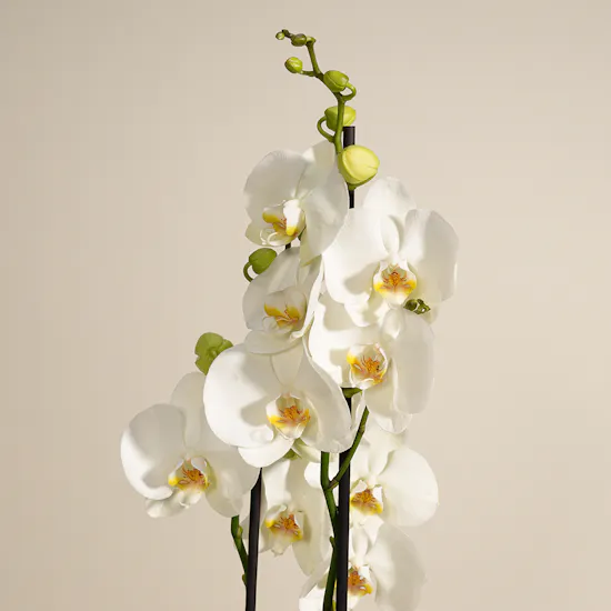 Pure Orchid Plant Vase