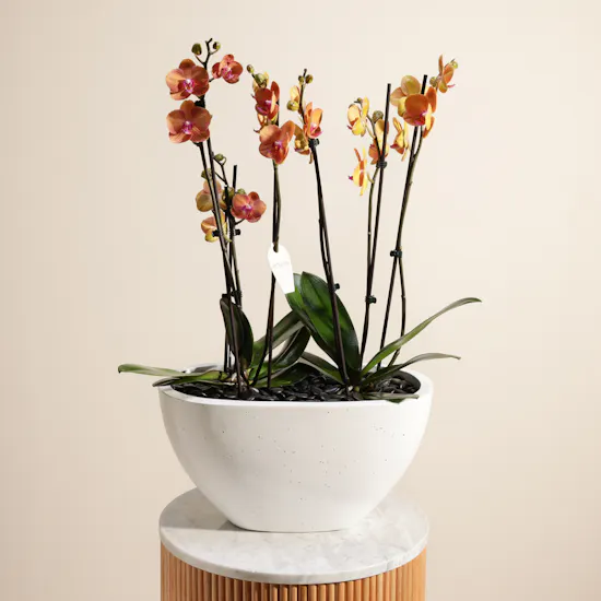 Orange Phalaenopsis Orchid Duet Plants
