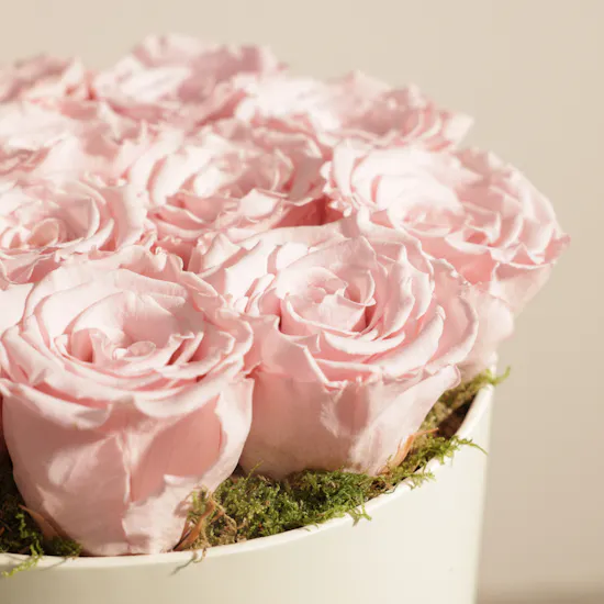 Soft Pink Medium preserved Roses Box