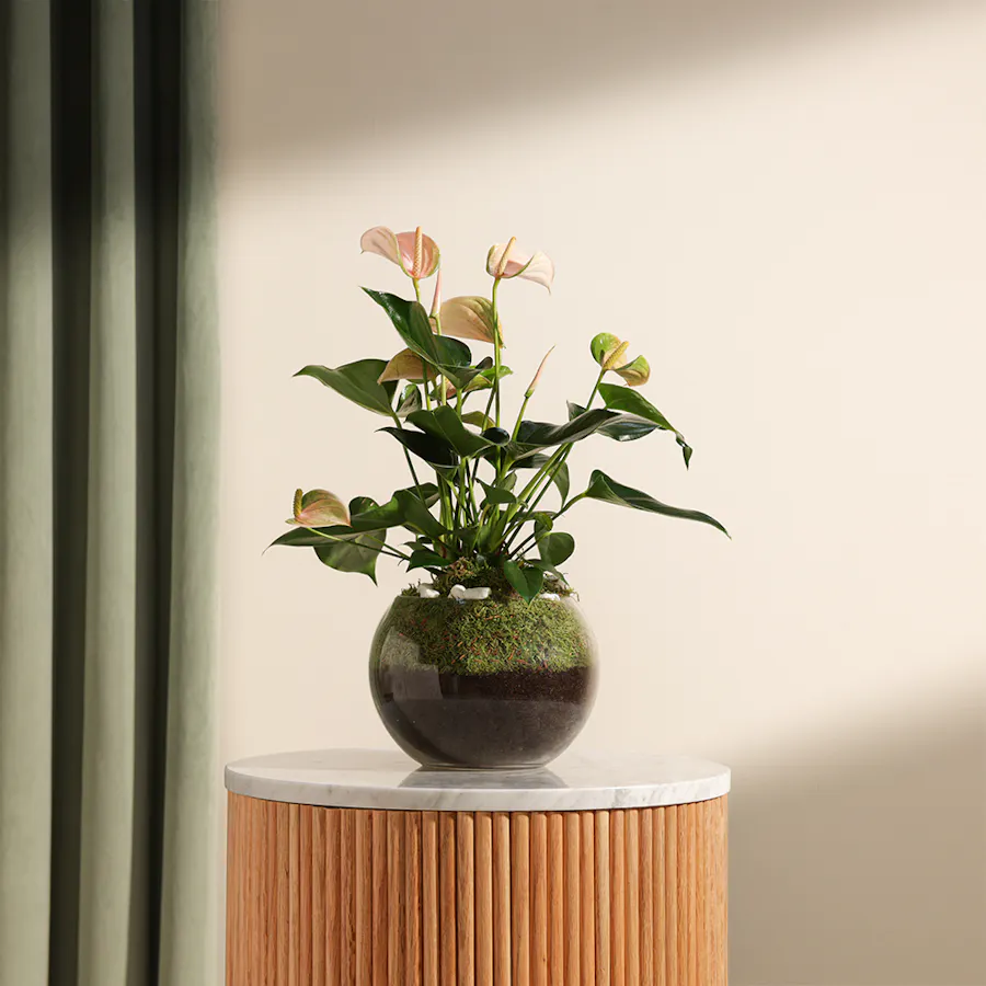 Peach Anthurium Joli | Fishbowl 2