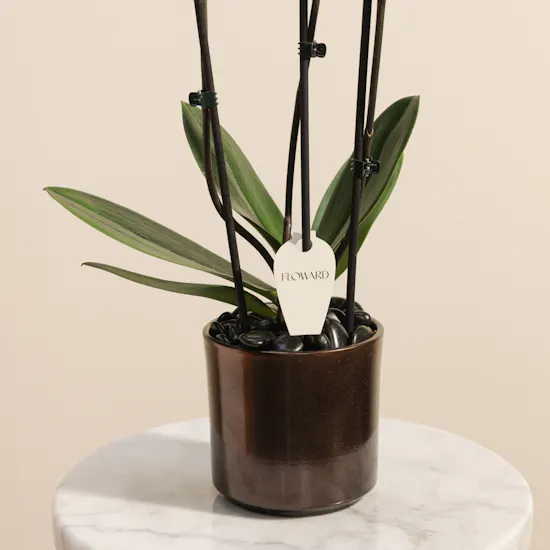 Shiny Orange Phalaenopsis Plant