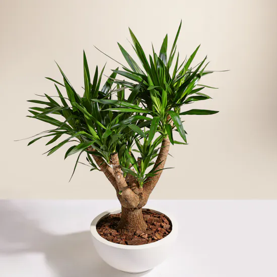 Charm Green Yucca Elephantipes Plant