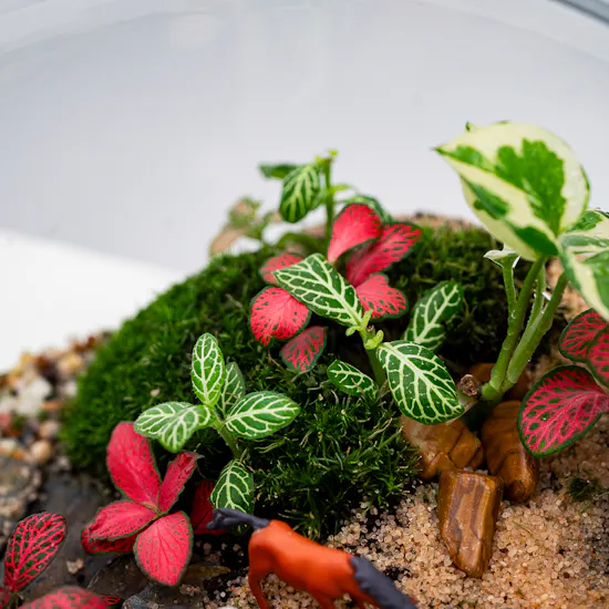 Little Green Forest | Closed Terrarium
