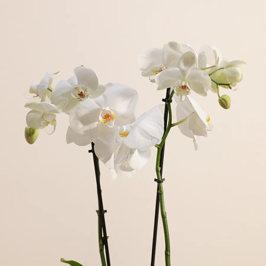 Royal White Orchid Plant 5