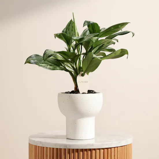 Charming Aglaonema Christina Plant