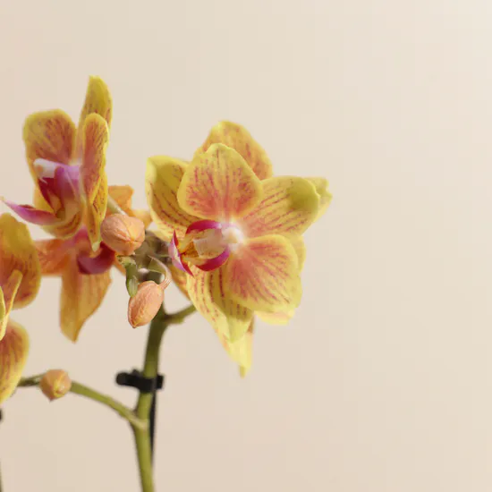 Small Orange Phalaenopsis Plant Berry Pot