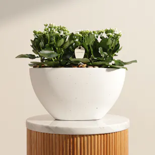 Cheerful White Kalanchoe Plant