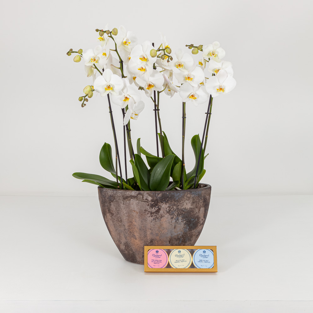 Charbonnel & Walker Trio Truffles Set | Orchid Supreme