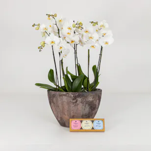 Charbonnel & Walker Trio Truffles Set | Orchid Supreme Charbonnel & Walker Trio Truffles Set | Orchid Supreme