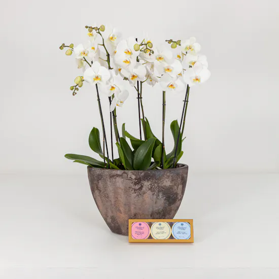 Charbonnel & Walker Trio Truffles Set | Orchid Supreme