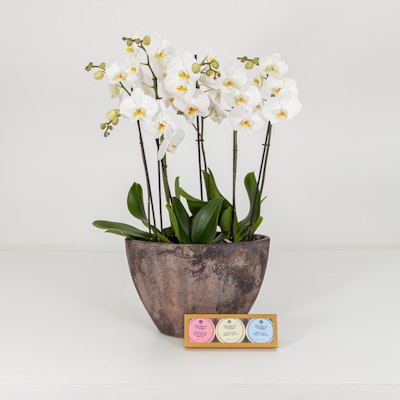 Charbonnel & Walker Trio Truffles Set | Orchid Supreme Charbonnel & Walker Trio Truffles Set | Orchid Supreme