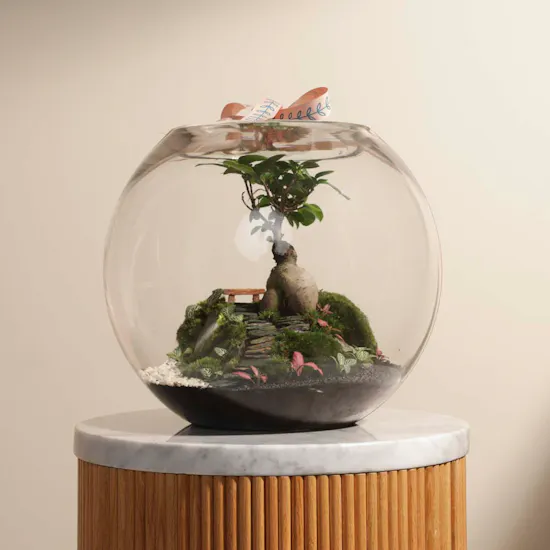 Vibrant Ficus Bonsai Garden | Closed Terrarium