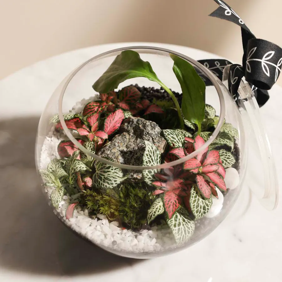 Radiant Greenery | Closed Terrarium    2