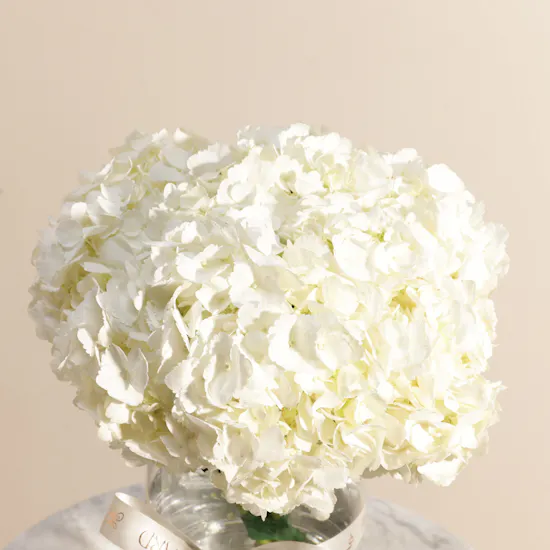 White Hydrangea Enchanting Vase