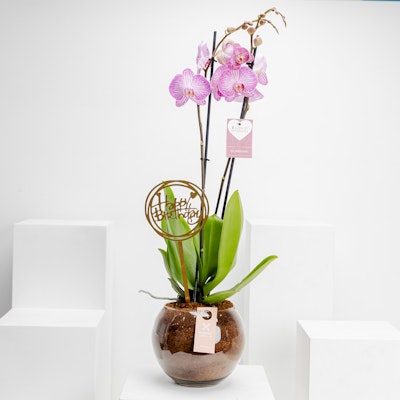 Happy Birthday Purple Orchid Plant