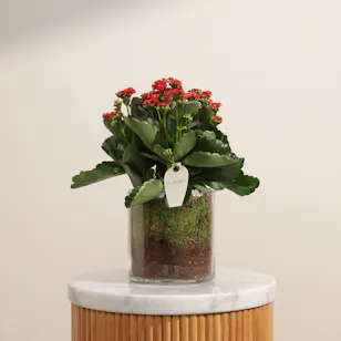Distinctive Red Kalanchoe Plant