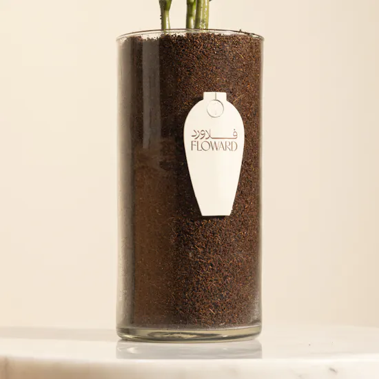 Charming Zamioculcas Plant Pot