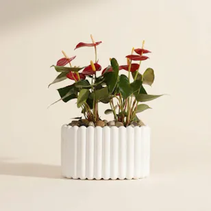 Duo Red Anthurium Plants