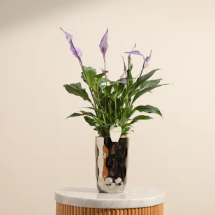 Royal Purple Spathiphyllum Plant