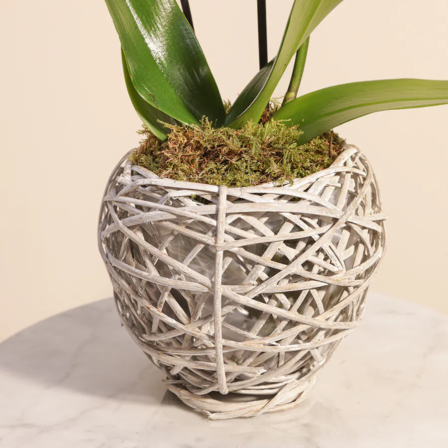 White Orchid 3