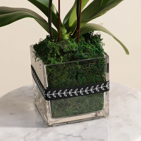 White Orchid Plant | Square Glass Pot