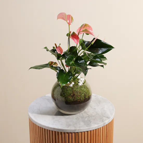 Anthurium Joli | Vase