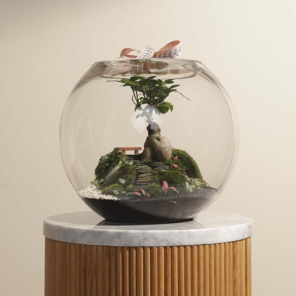 حديقة البونساي الاستوائية الصغيرة | تيراريوم مغلق