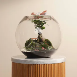 Vibrant Ficus Bonsai Garden | Closed Terrarium 