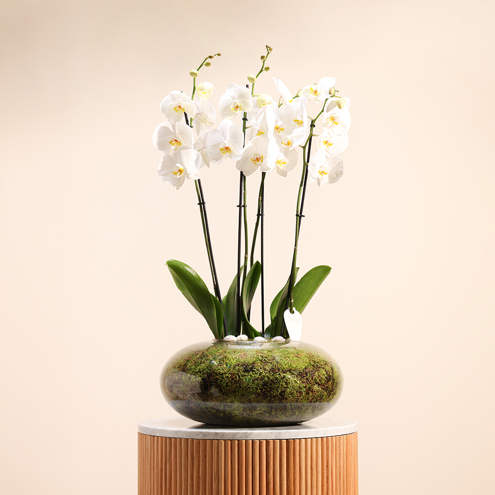  نبات الأوركيد الأبيض | وعاء زجاج