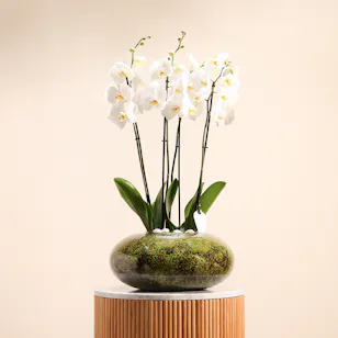 White Orchid Plant | Glass Pot