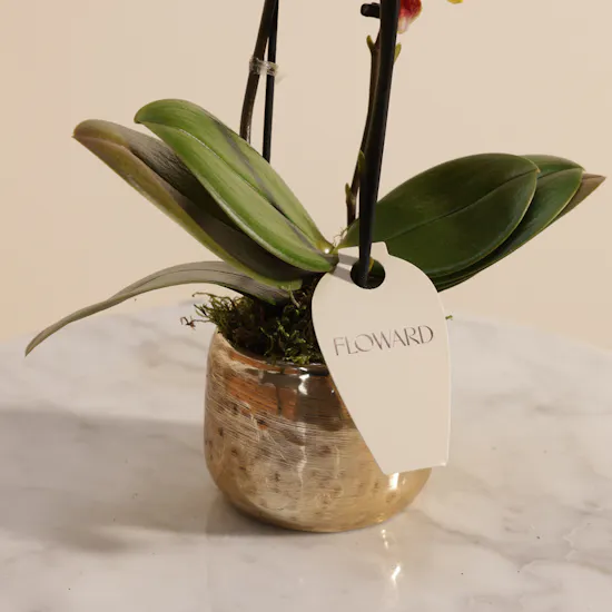 Sunny Small Yellow with Orange Dots Phalaenopsis Plant