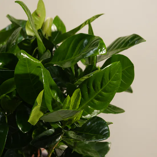 Dreamlight Gardenia Plant