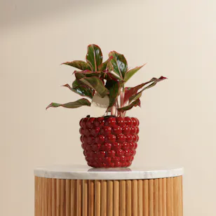 Fiery Red Aglaonema Plant Berry Pot Fiery Red Aglaonema Plant Berry Pot