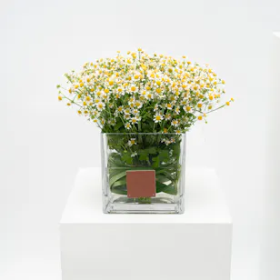 Sweet Chamomiles | Glass Vase Sweet Chamomiles | Glass Vase