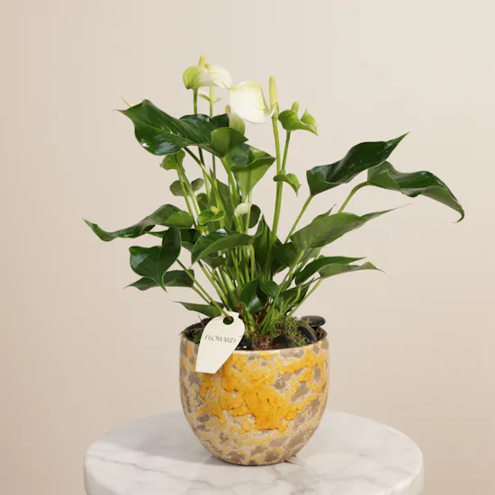Unique White Anthurium Plant