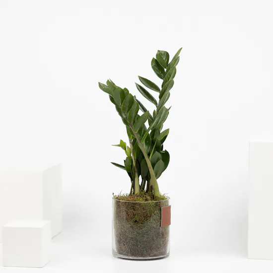 Zamioculcas Zamiifolia Plant